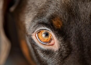 best auto insurance companies