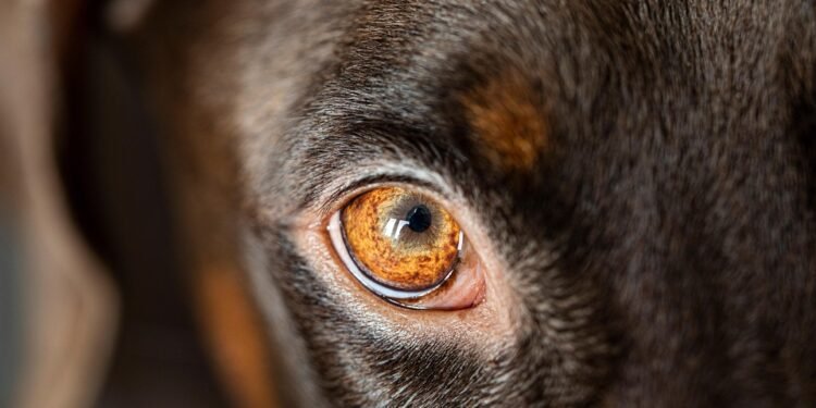 best auto insurance companies