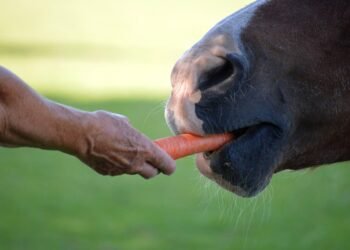 car insurance for seniors