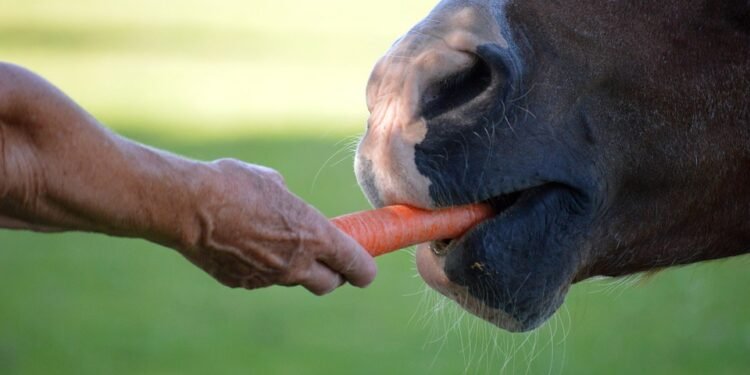 car insurance for seniors