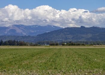 state farm auto insurance