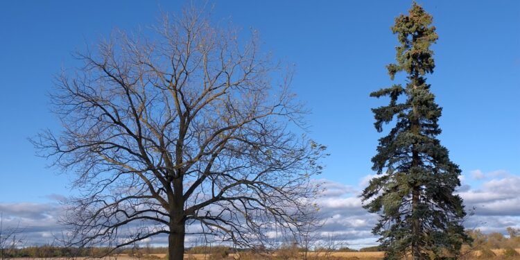 compare car insurance