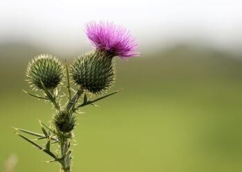 usage based car insurance