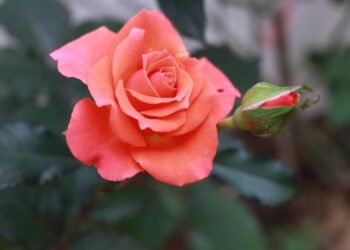 auto insurance rates