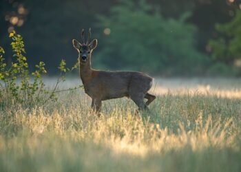 auto insurance near me