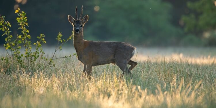 auto insurance near me