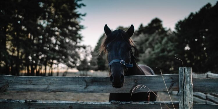 state farm auto insurance