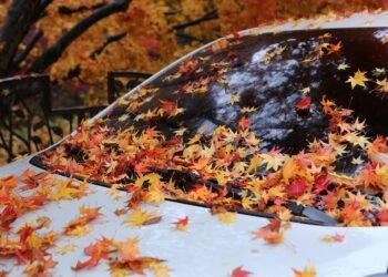 non owner car insurance