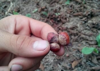 cheap auto insurance