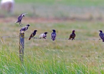 best car insurance for students