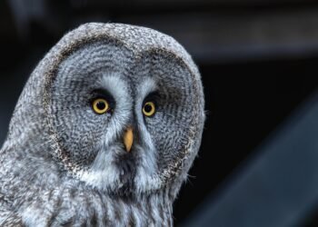 auto insurance near me