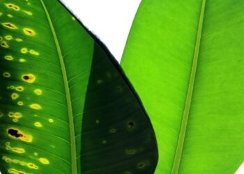 compare car insurance