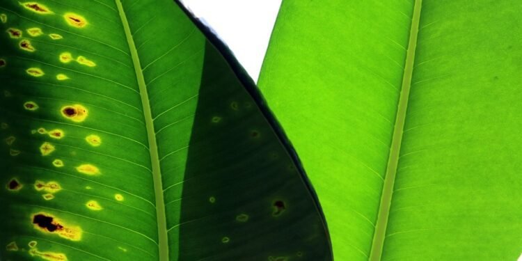 compare car insurance