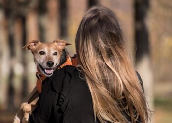 non owner car insurance